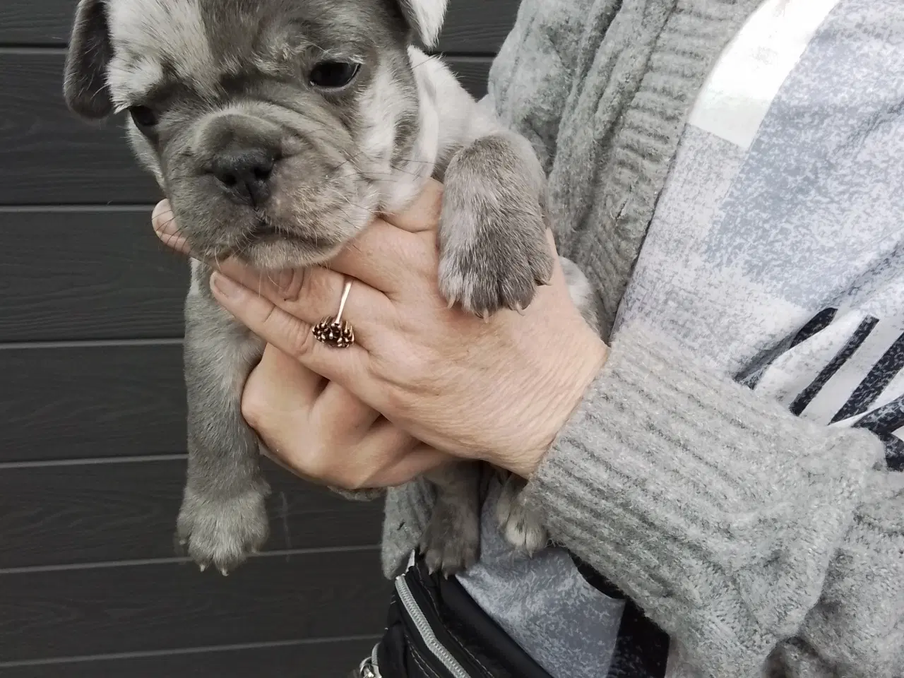 Billede 1 - Fransk bulldog hvalpe, blå merle/plettet