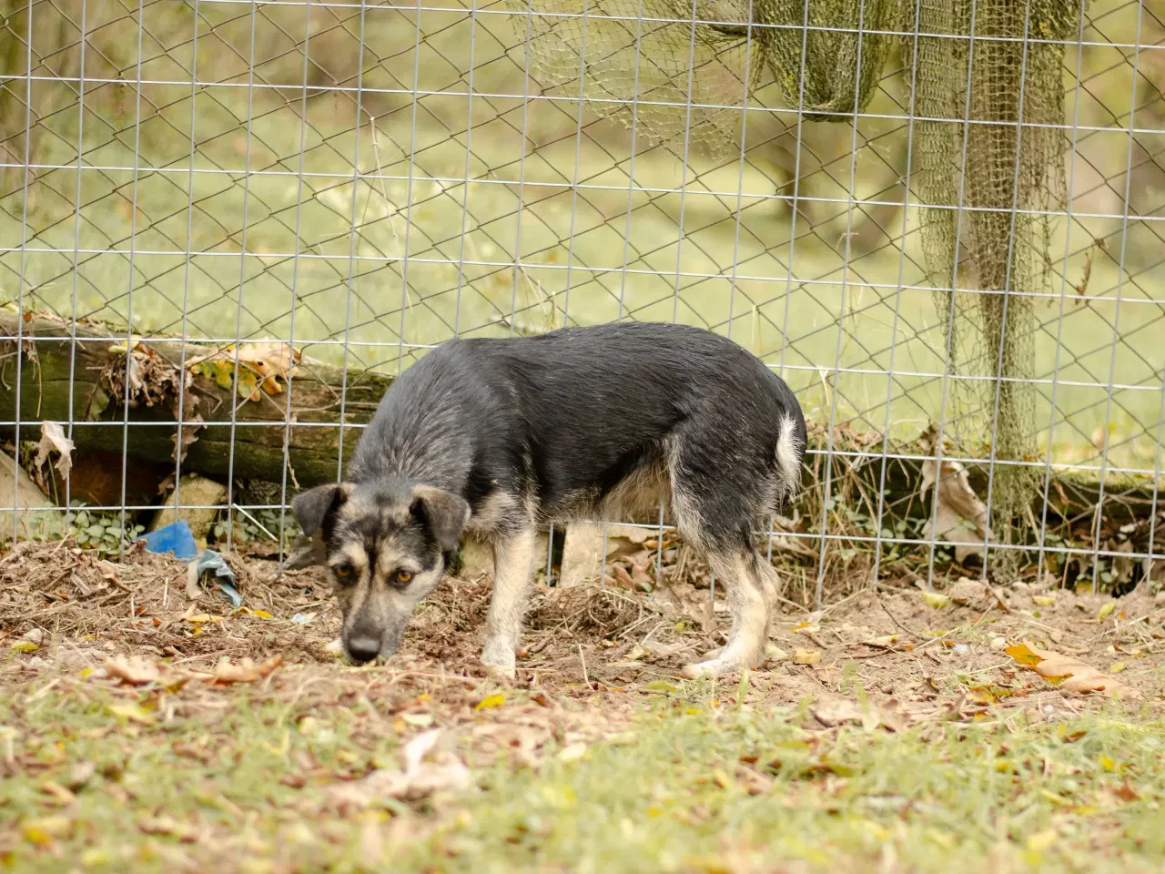 Billede 3 - Skønneste Mona søger sit helt eget hjem