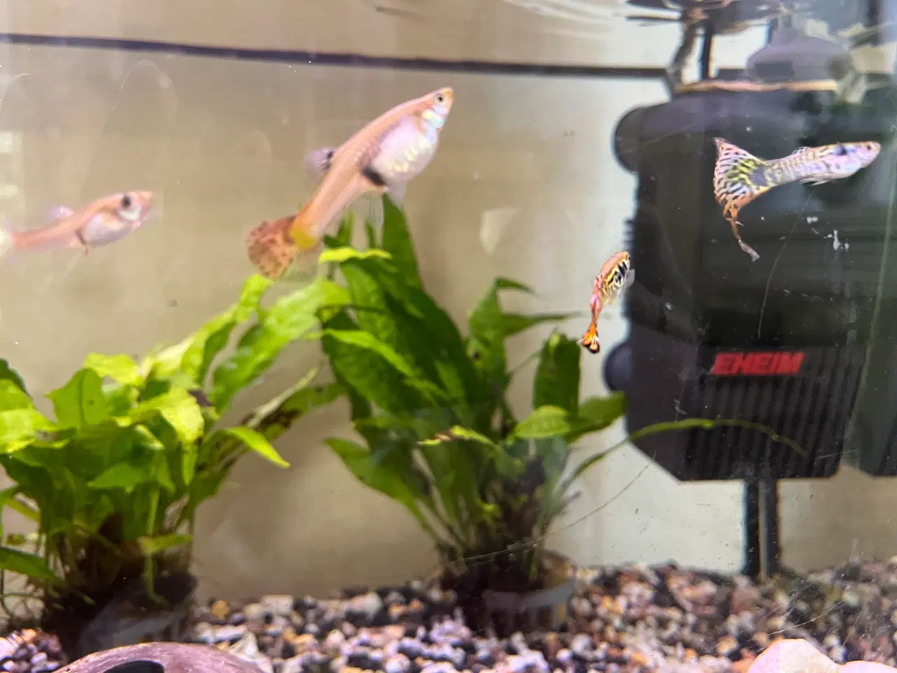 Billede 8 - Akvariefisk blandet guppy Molly sugemalle