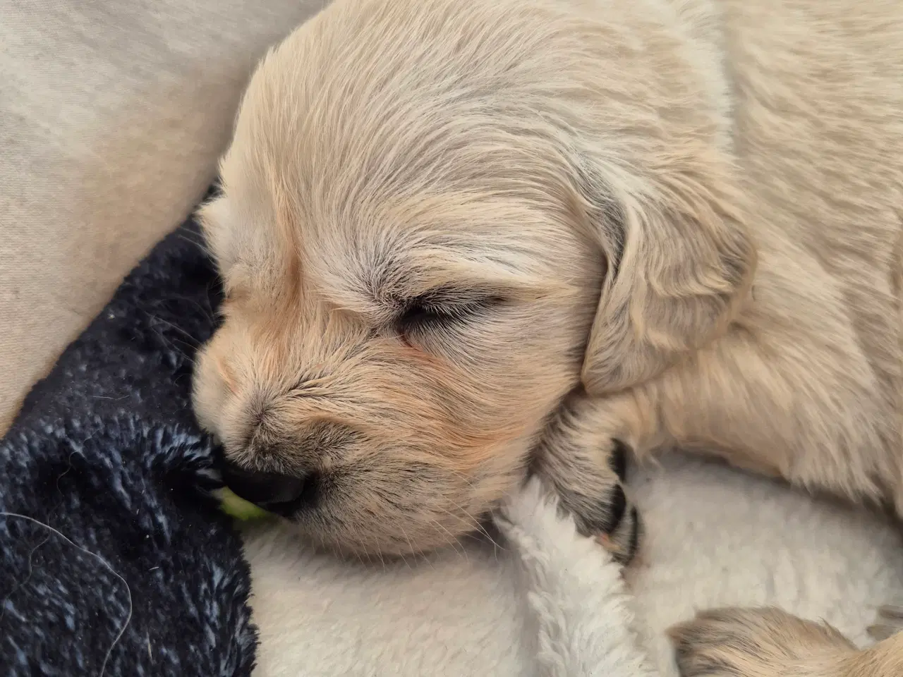 Billede 4 - Golden retriever hvalpe 