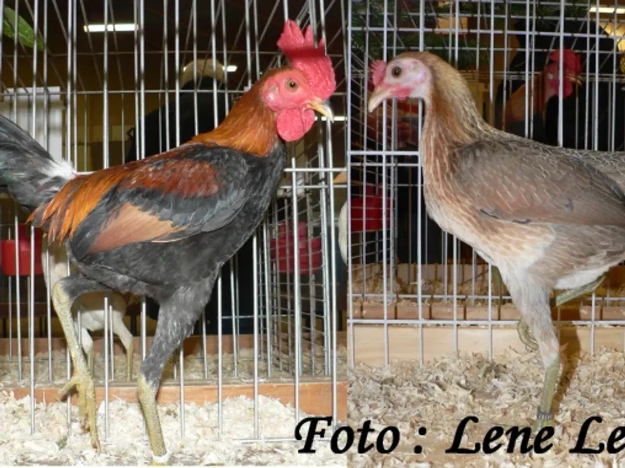 Billede 1 - Moderne engelske dværg kamphøns