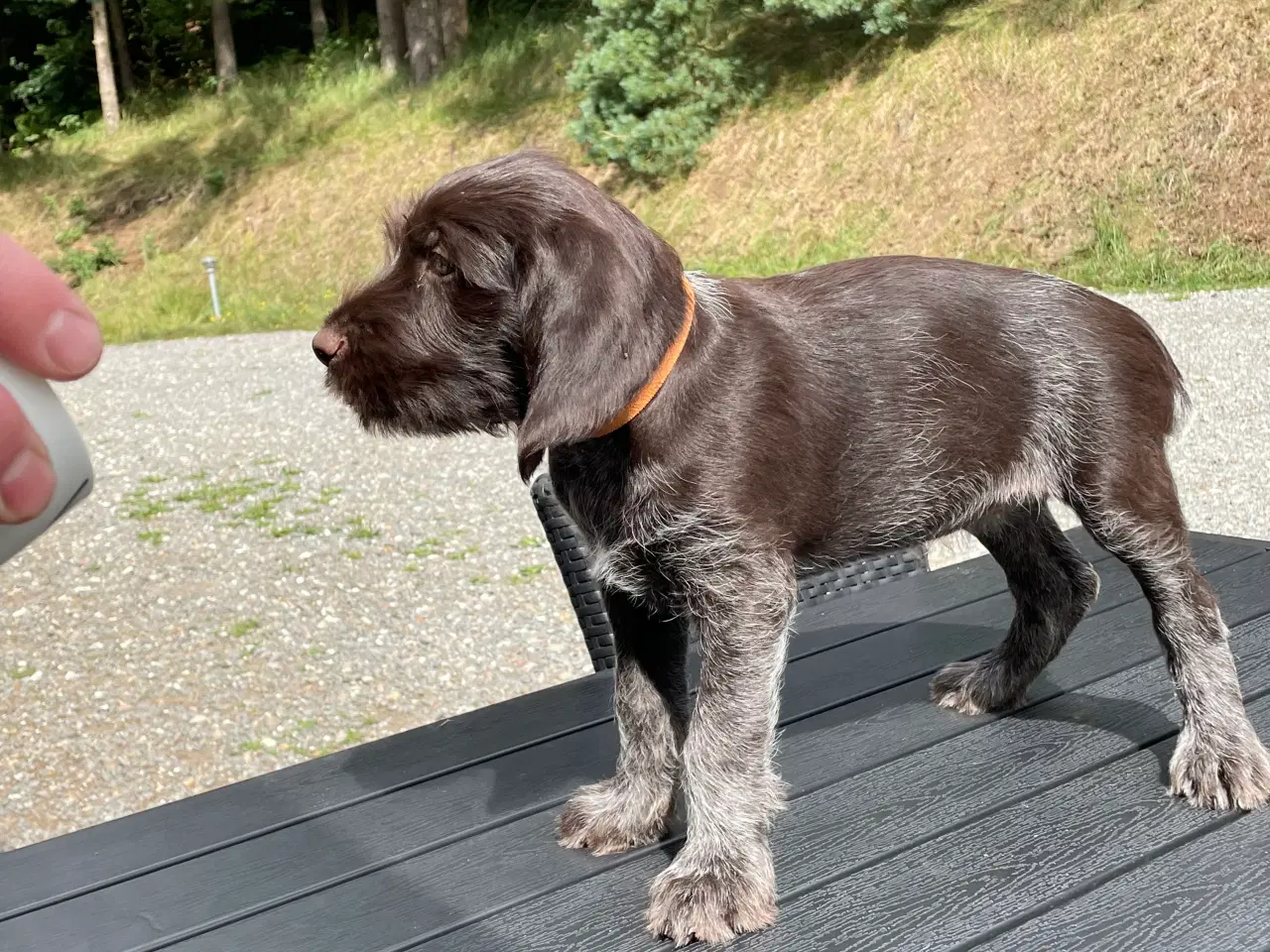 Billede 4 - Ruhår hønsehund hvalpe