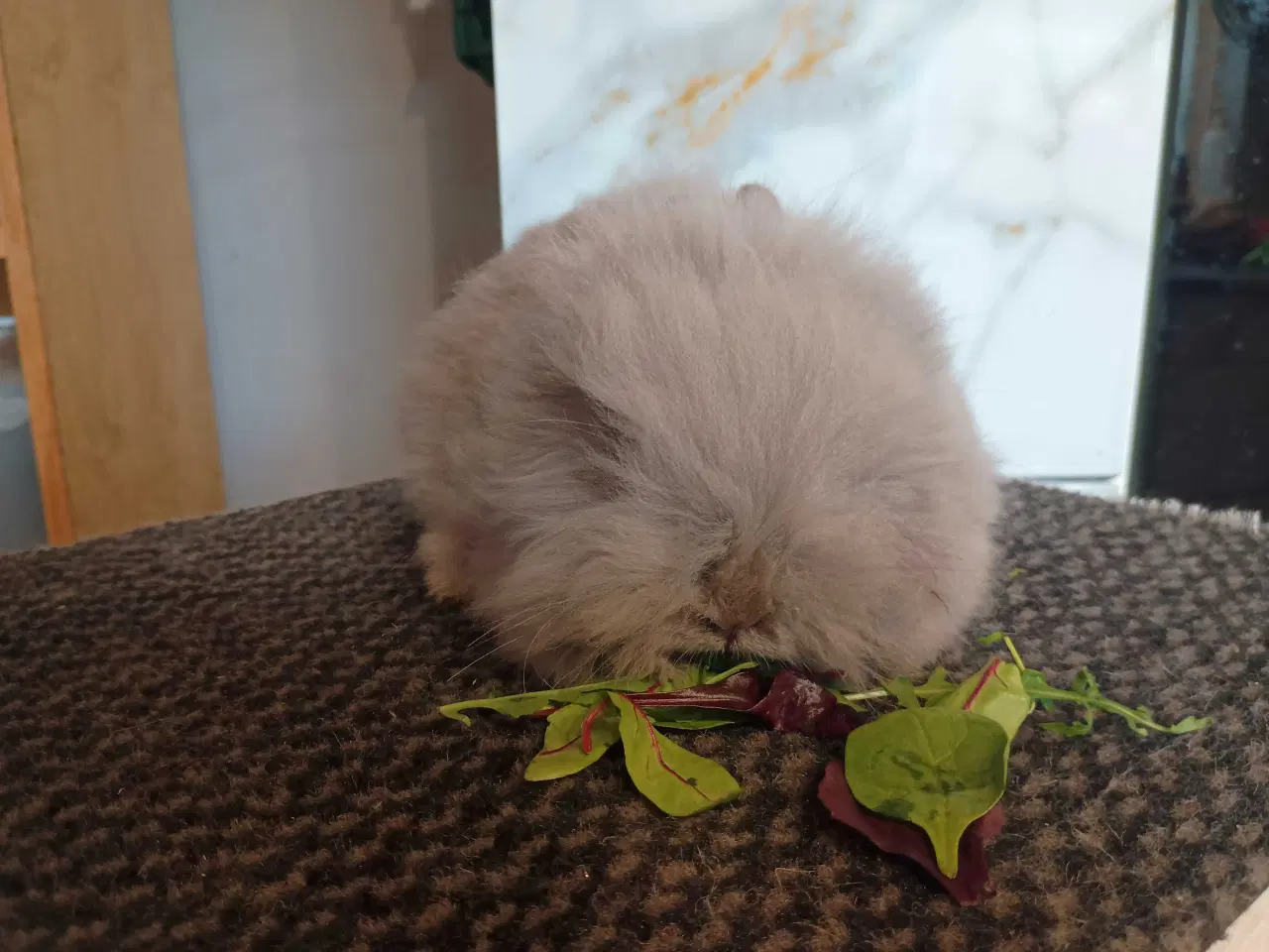 Billede 5 - Ren Racet Teddy (dværg angora kanin) dreng