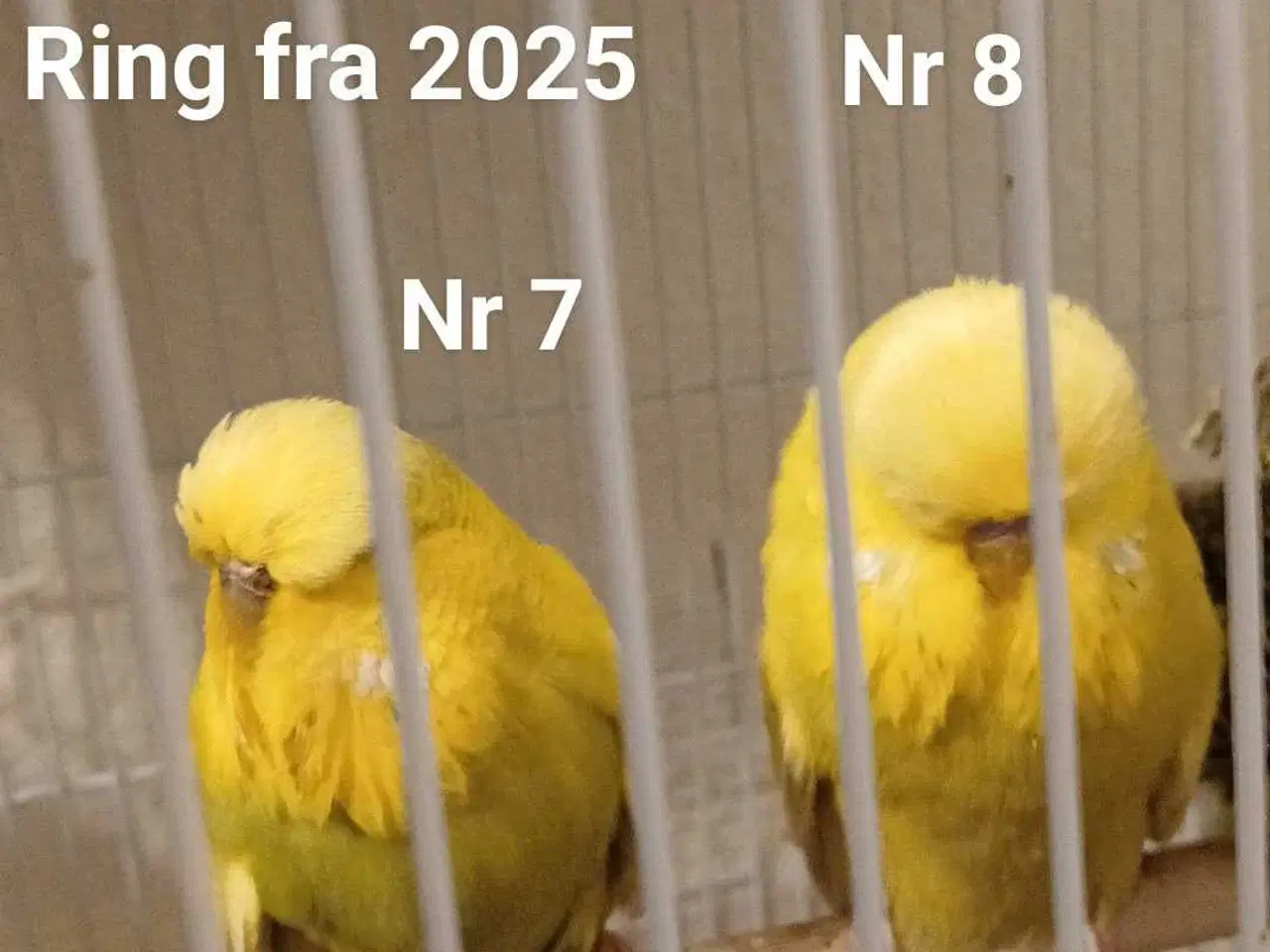 Billede 17 - Engelske undulater 