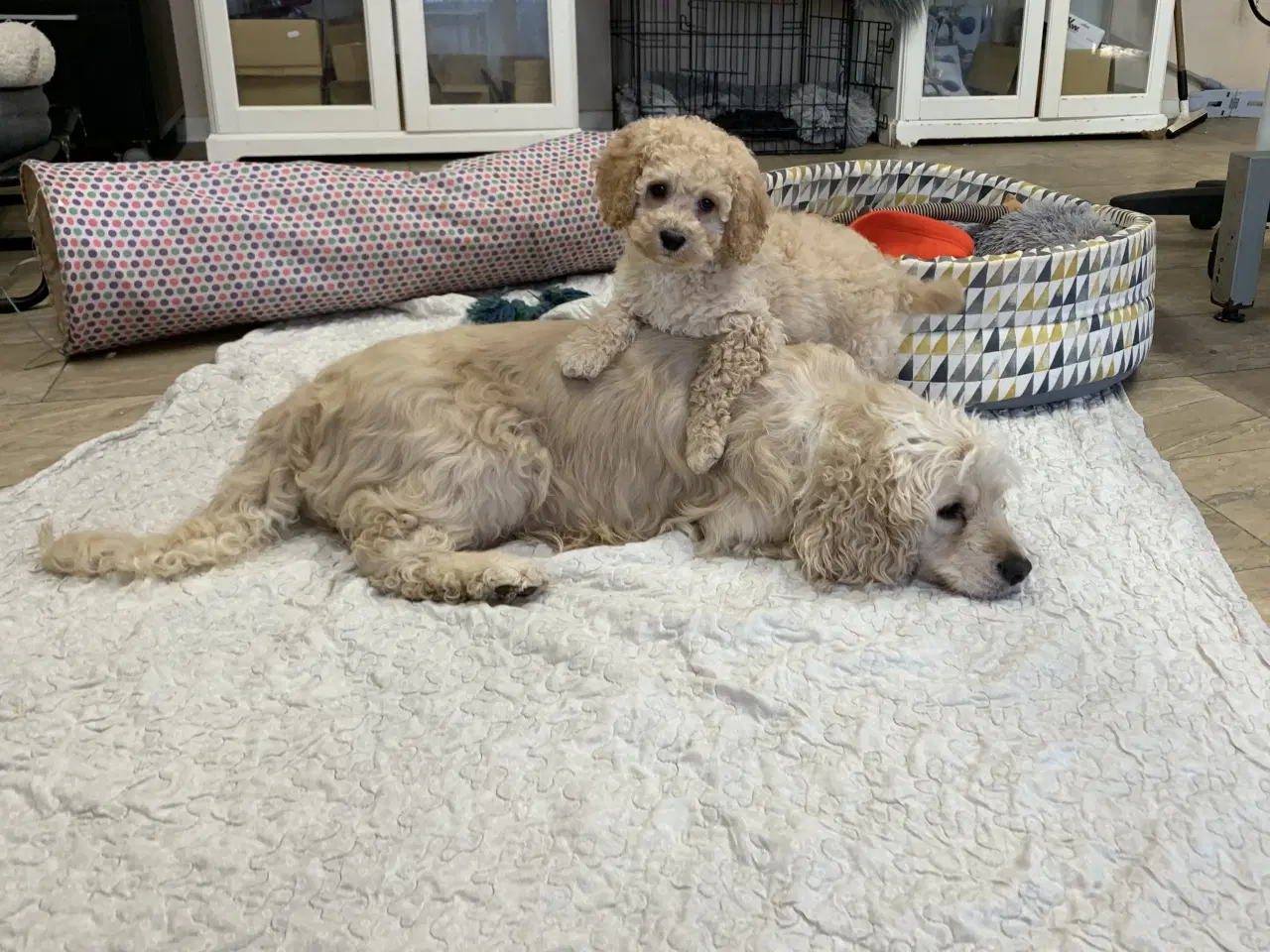 Billede 18 - Amerikansk Cockerpoo F1b pige 