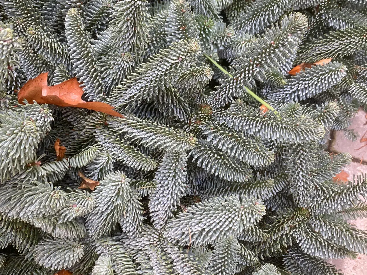 Billede 3 - 100 Juletræer søges