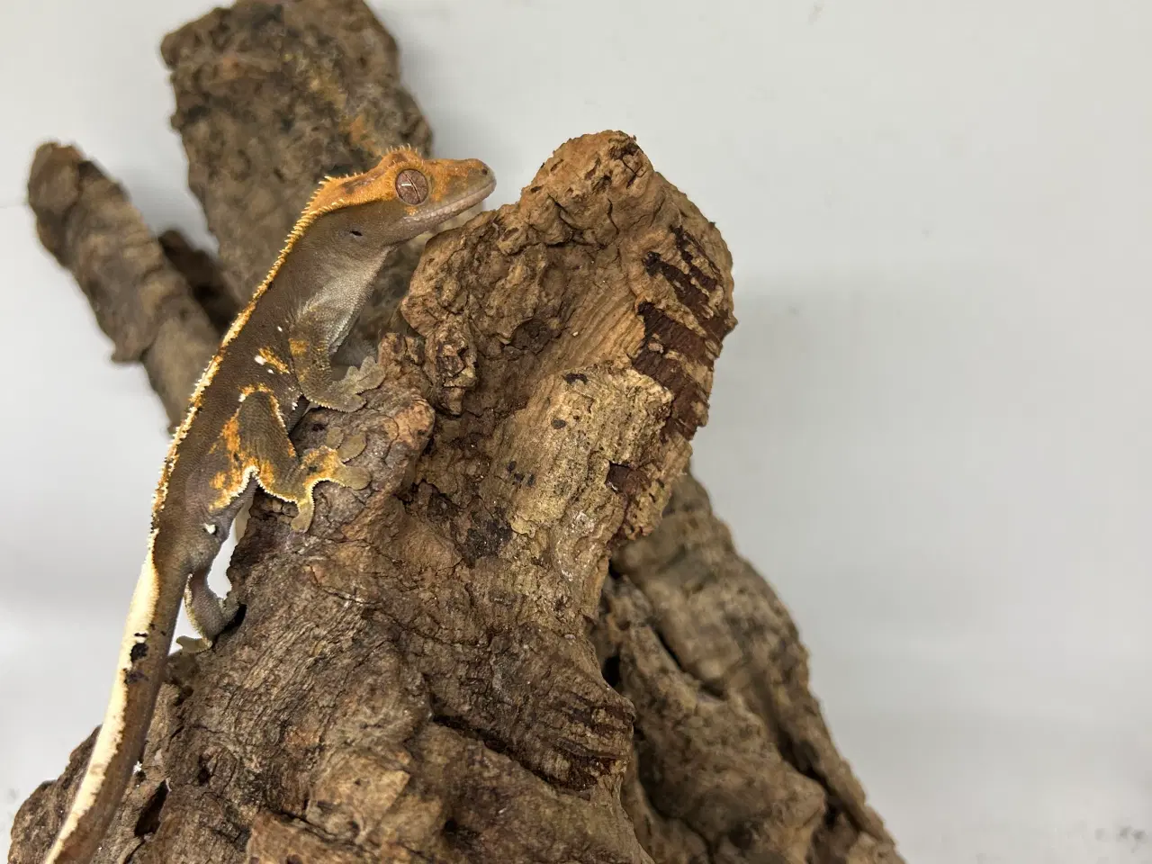 Billede 2 - Kronegekko ung han 