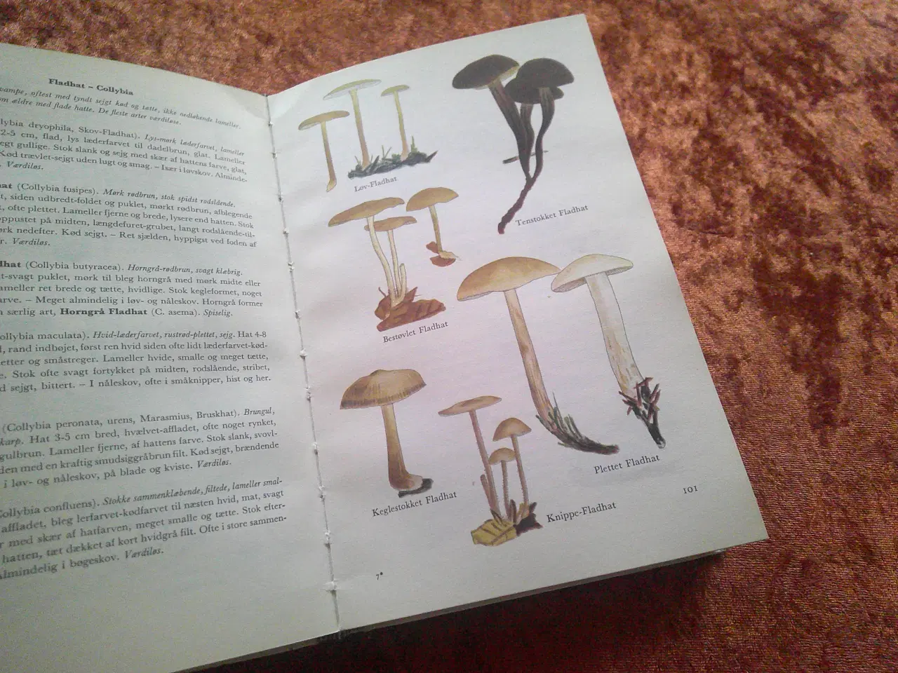 Billede 2 - Illustreret svampeflora, Morten Lange