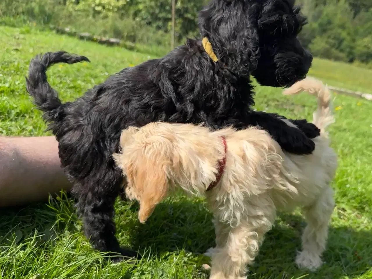 Billede 15 - Cockapoo / Cockerpoo / Doodle