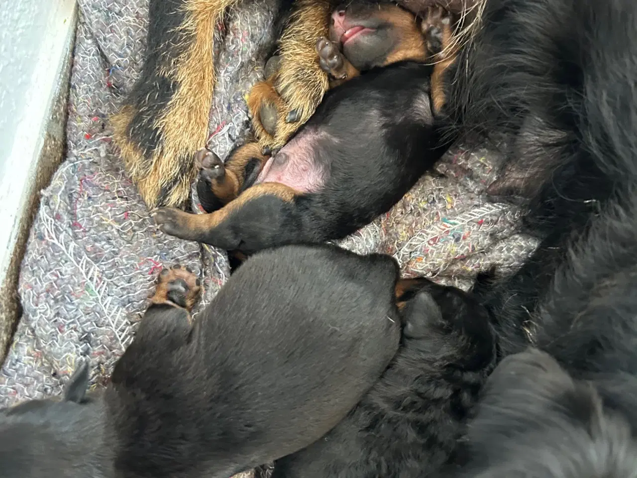 Billede 3 - Tysk jagtterrier hvalpe