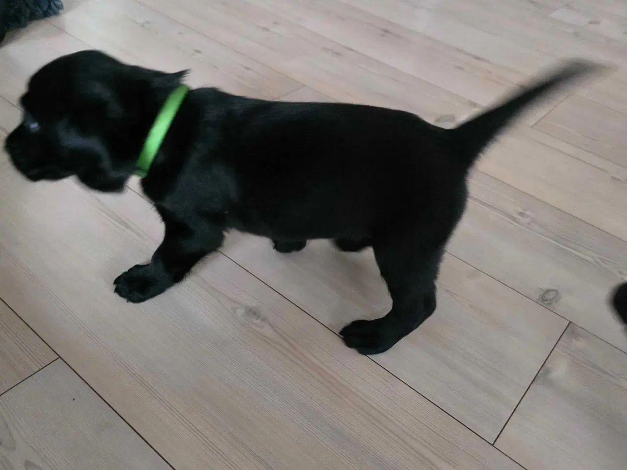 Billede 2 - Springador hvalpe  