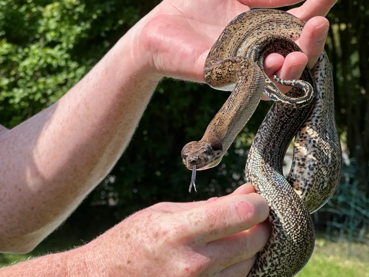 Billede 6 - Smuk Leopard Boa til salg 0,1 🐍