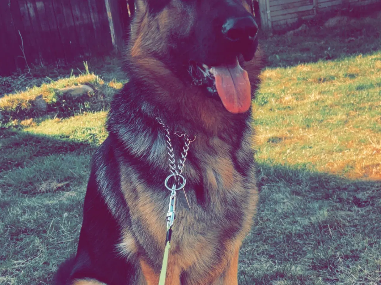 Billede 2 - Avl han hund 