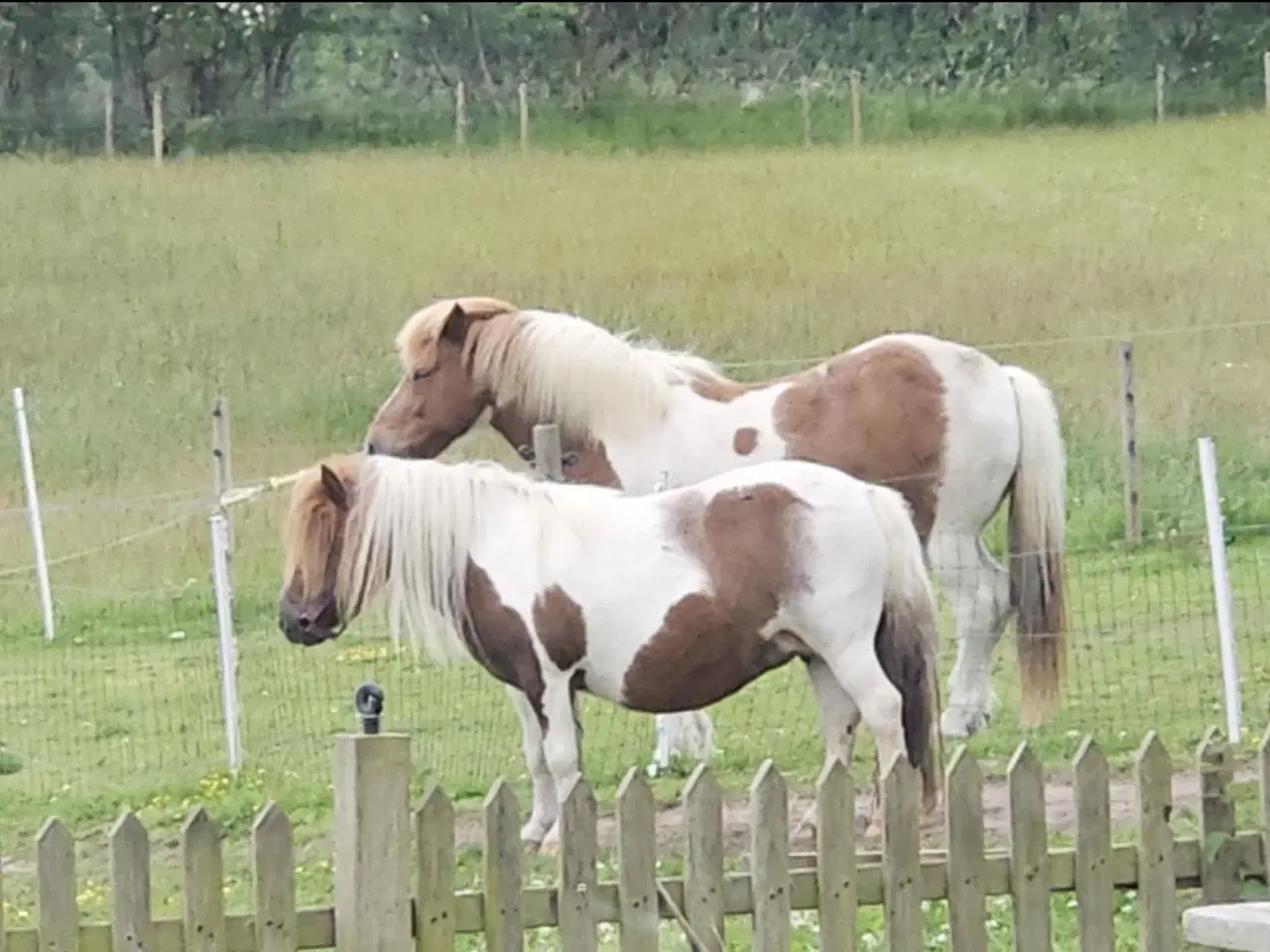 Billede 3 - Bedækning/sommergræs v Shetlænder Hingst