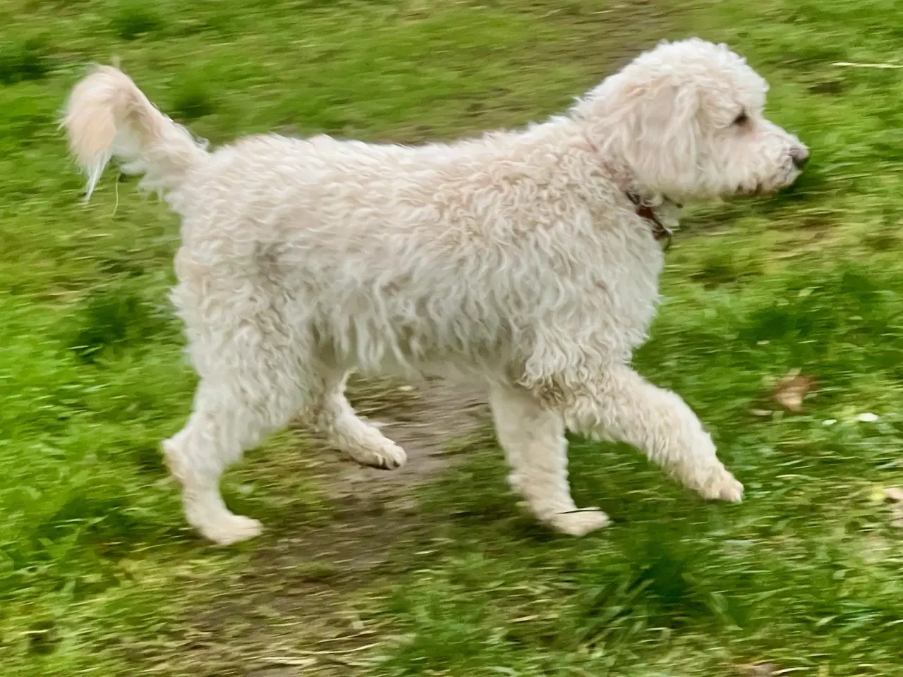 Billede 3 - Lagotto / Spansk Vandhund / Cocker