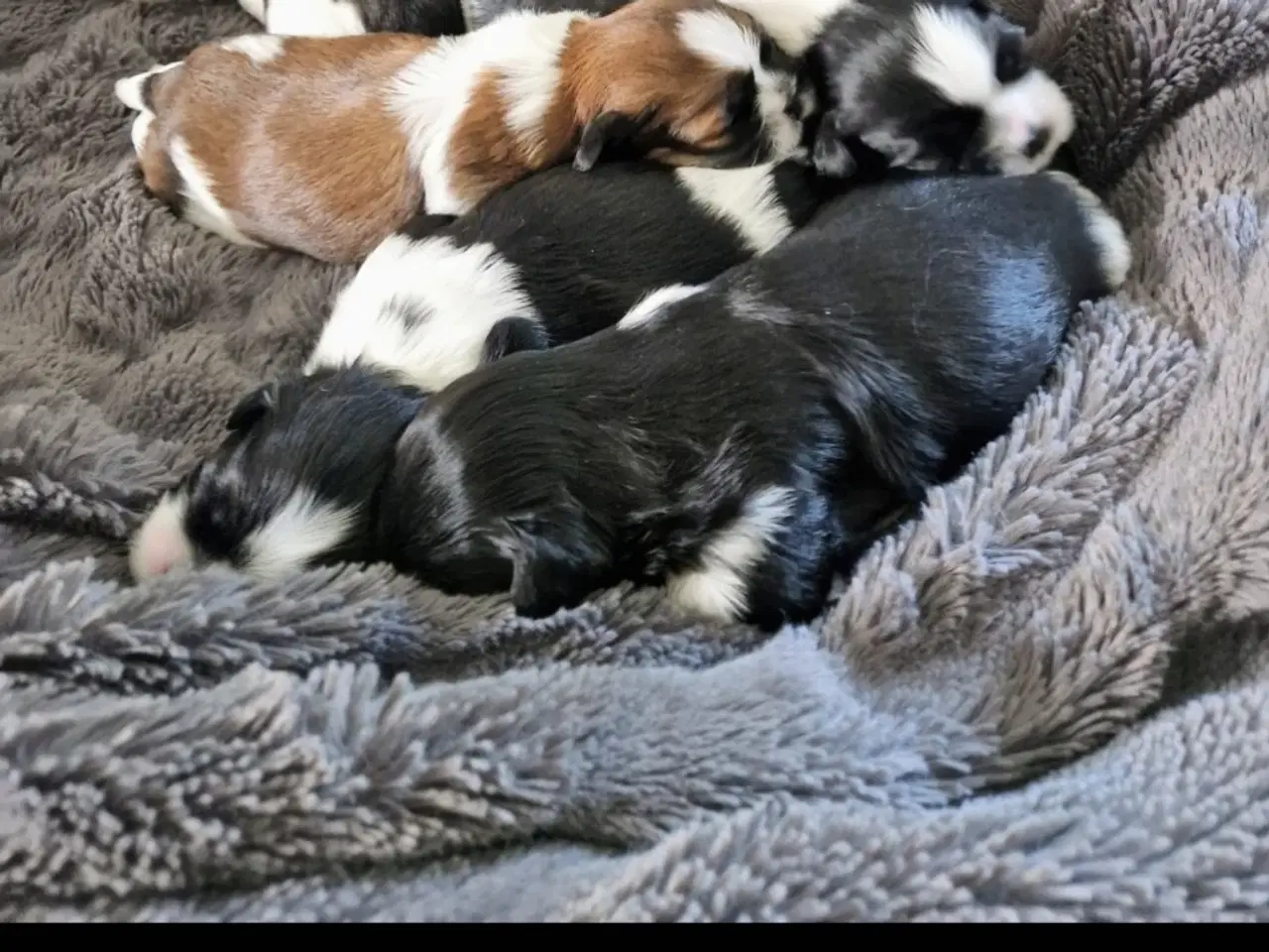 Billede 1 - Shih Tzu hvalpe