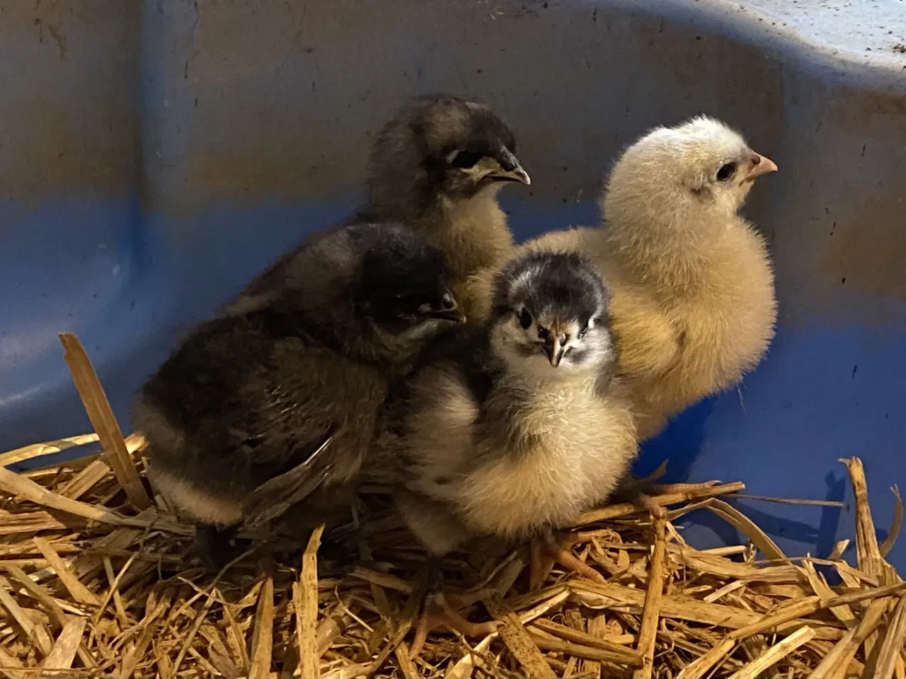 Billede 3 - Orpington 