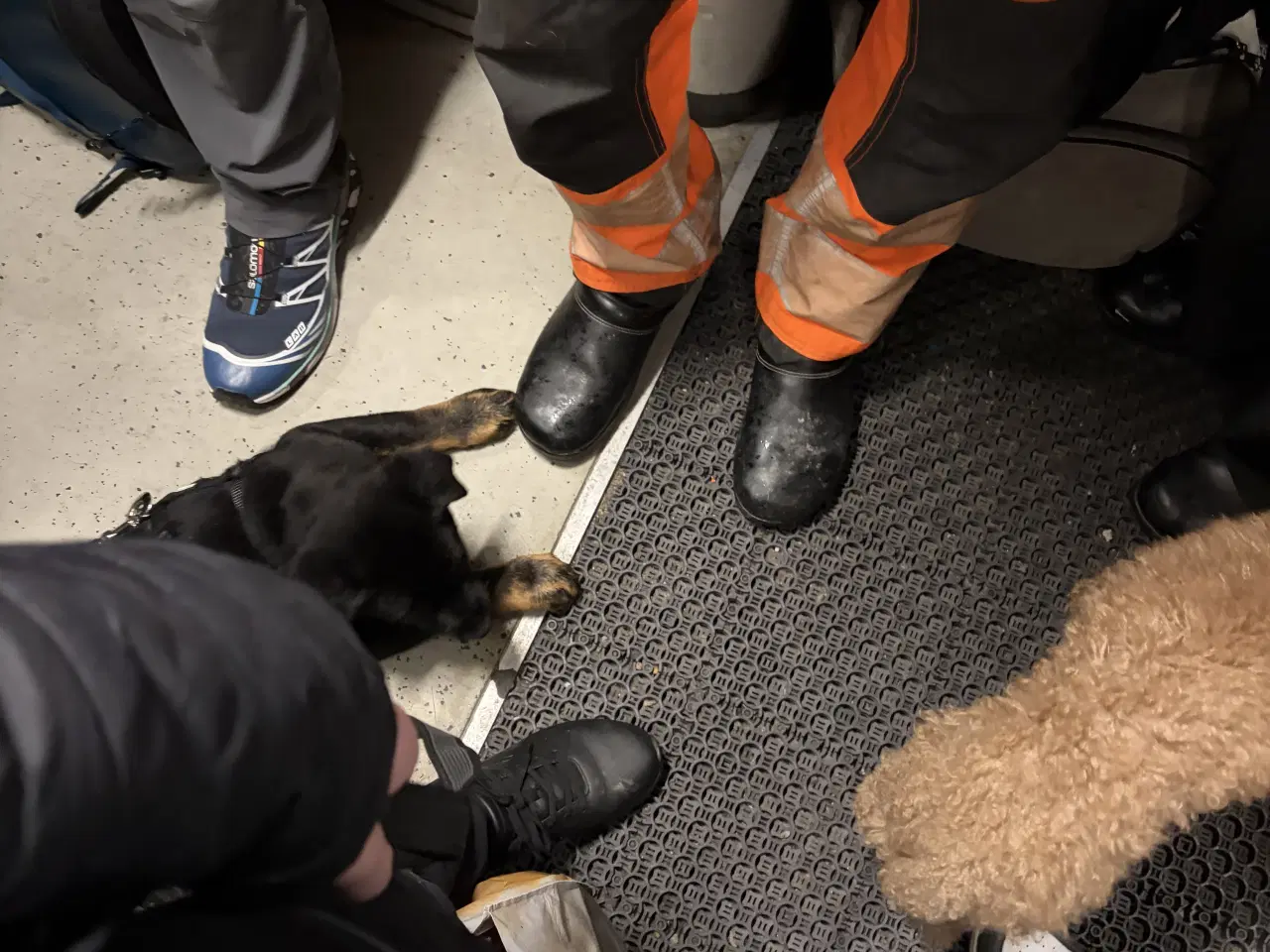 Billede 20 - Rottweiler / schæfer blanding