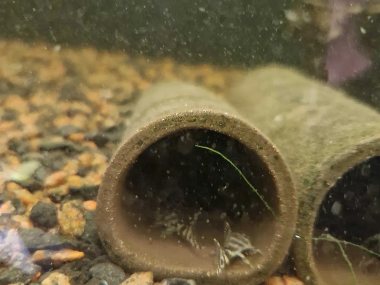 Billede 1 - L333 Unger