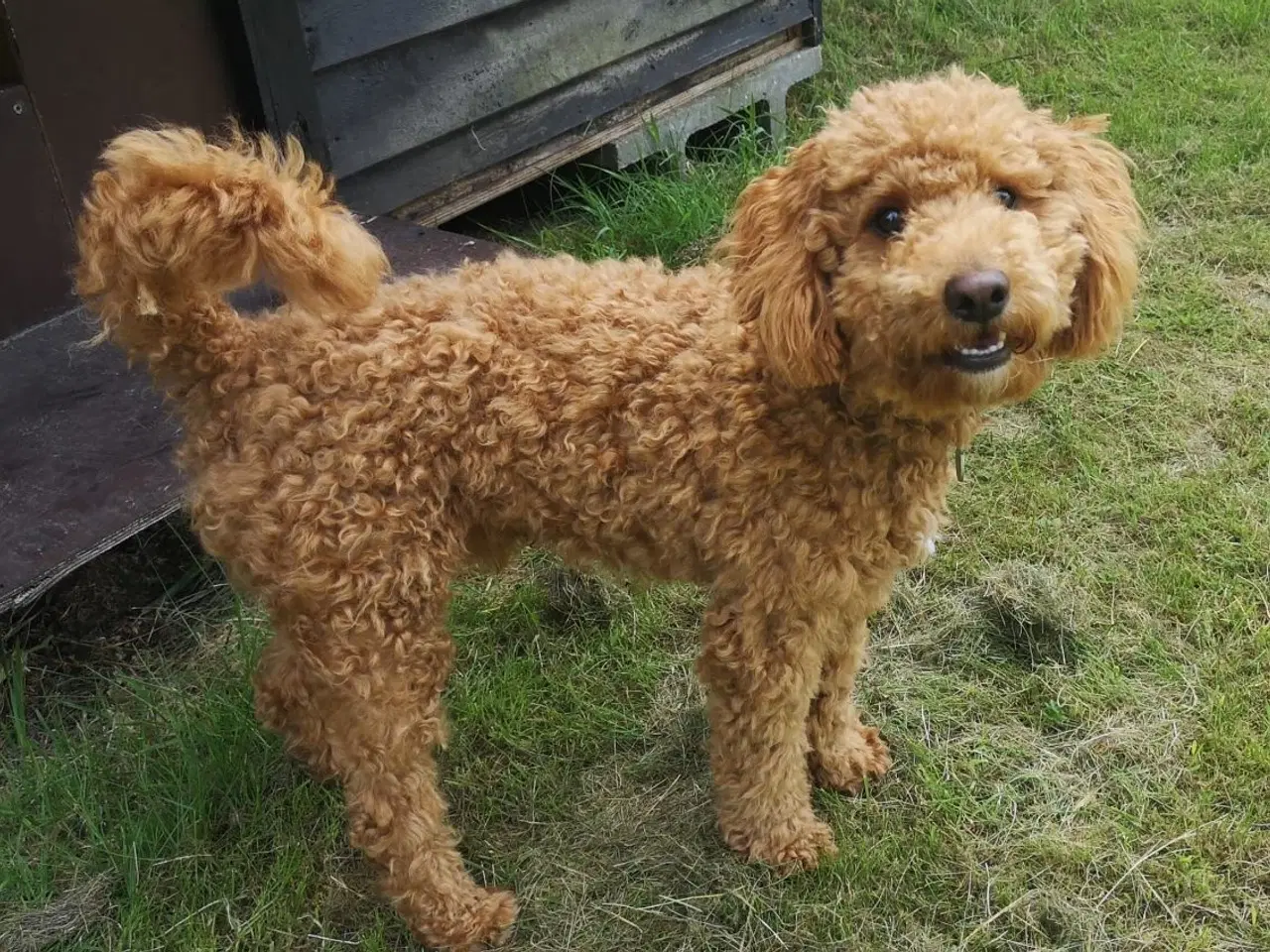 Billede 6 - Skønne labradoodle-hvalpe sælges