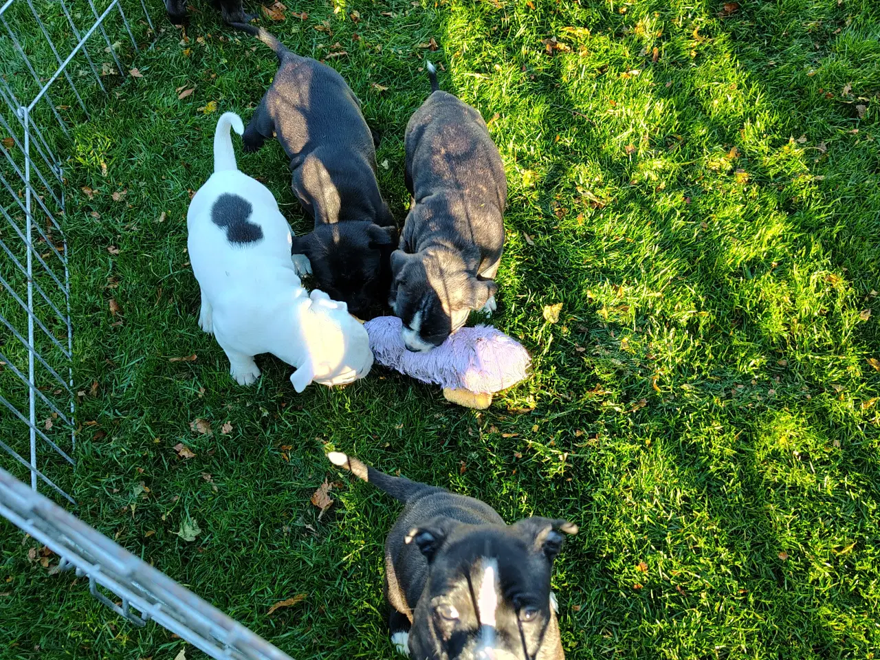 Billede 10 - Engelsk Staffordshire bull terrier 