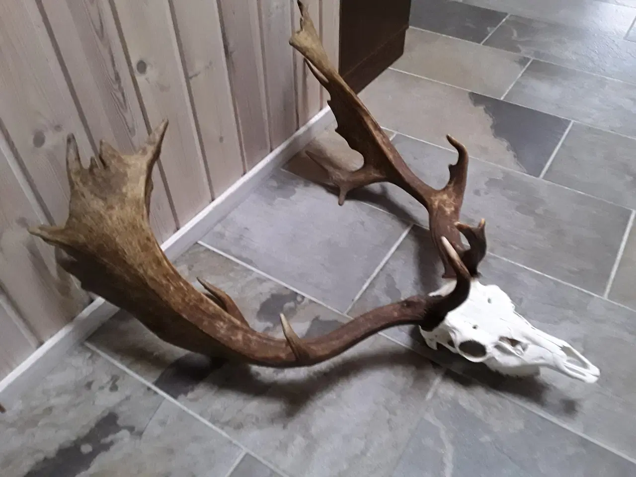 Billede 3 - Gevir fra fuldskuffel medalje dåhjort.