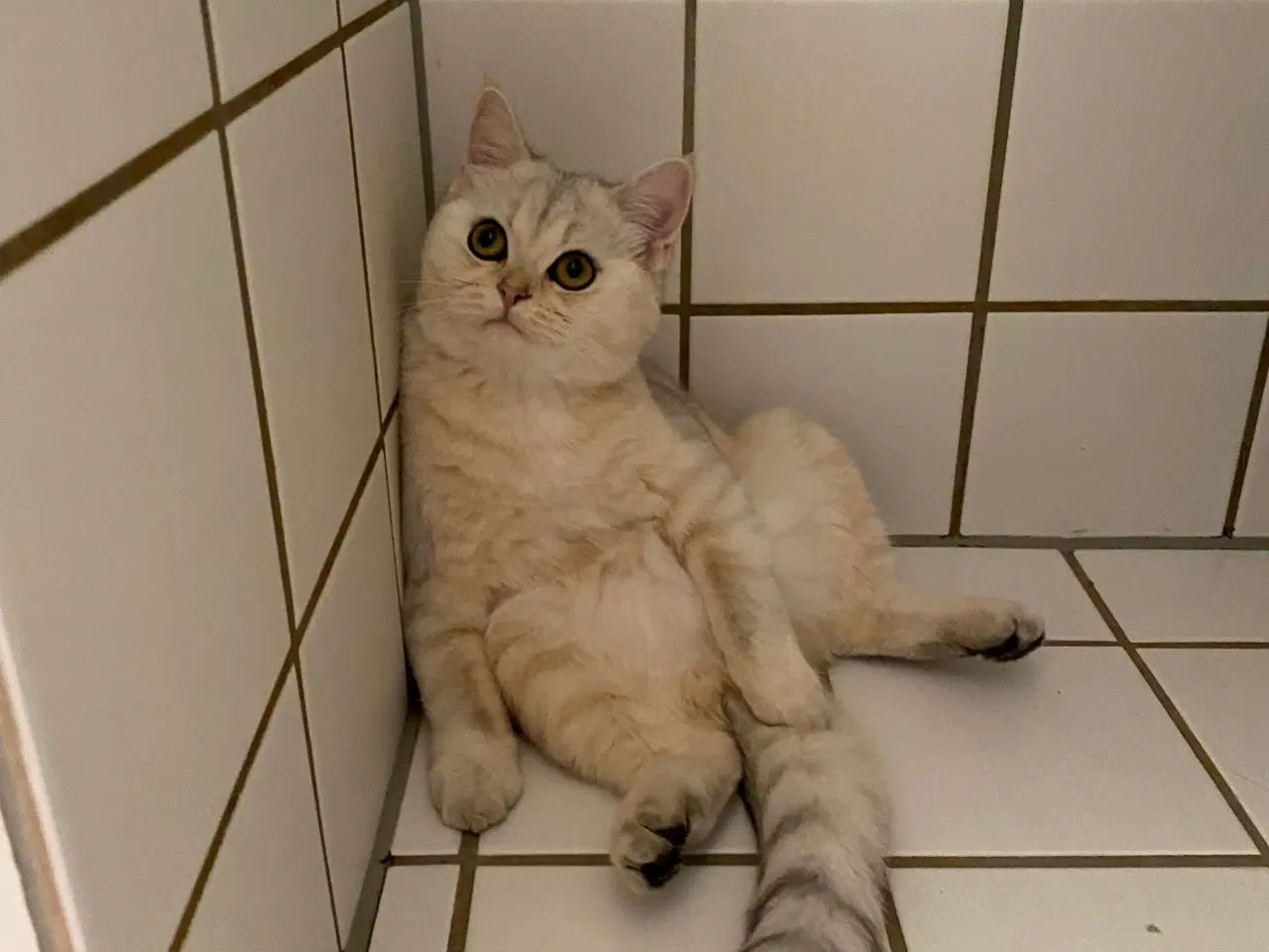 Billede 4 - british shorthair 