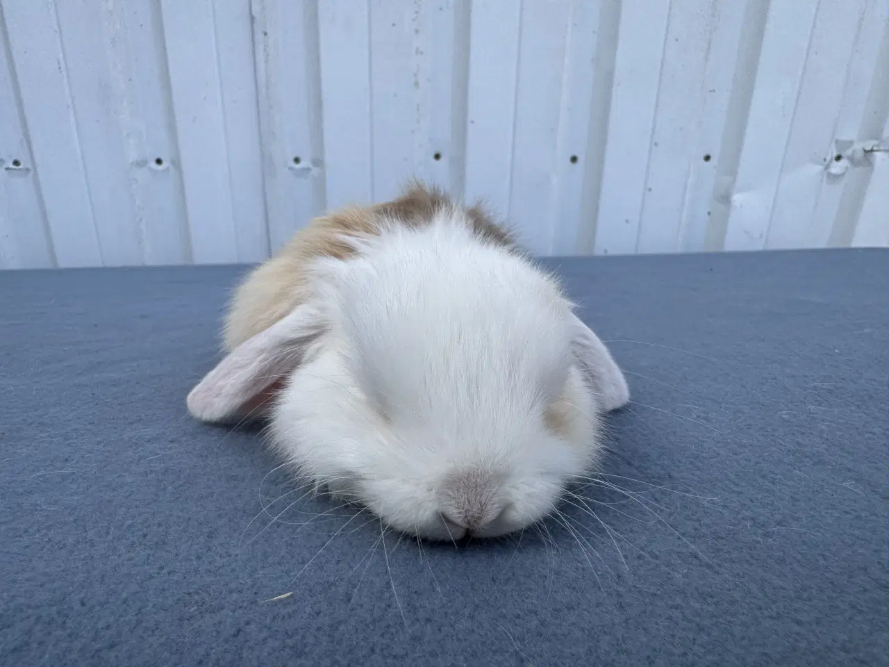 Billede 4 - Dværgvædder hunkanin