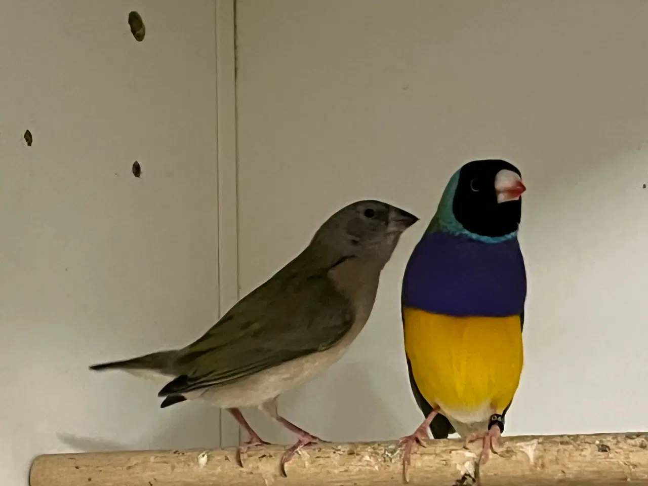 Billede 2 - Gouldamadine par sælges