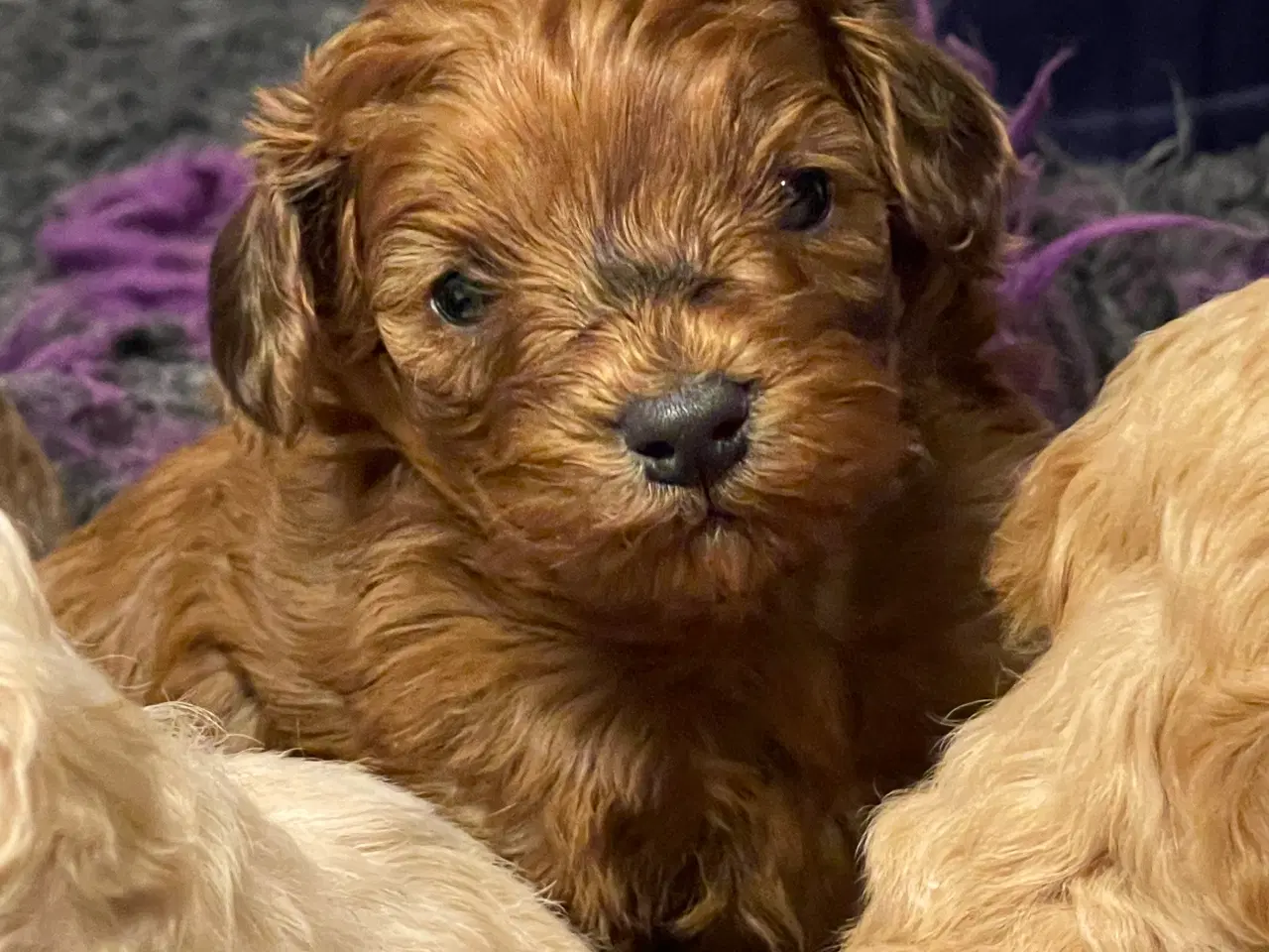 Billede 5 - Cavapoo miniature klar i det Nye år 