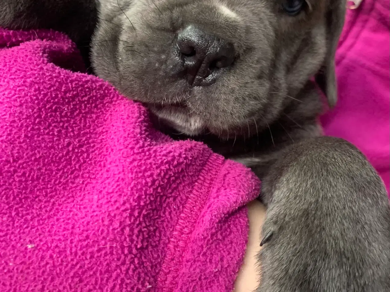 Billede 4 - Cane Corso Italiano hvalpe 