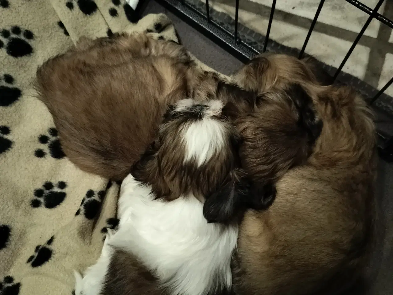 Billede 3 - Shih Tzu hvalp