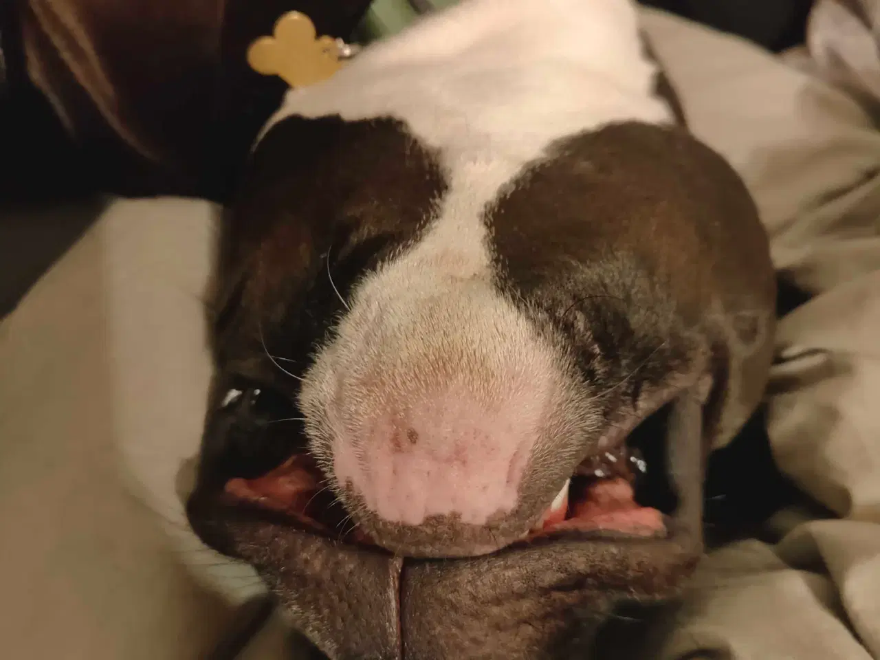 Billede 5 - Søger forever hjem 