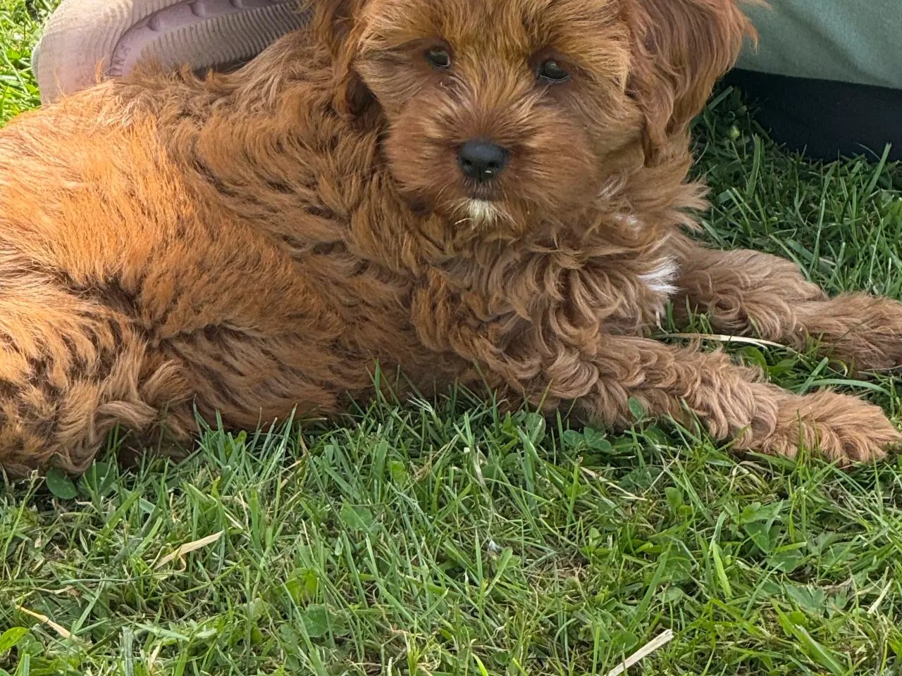 Billede 7 - Cavapoo Rejseklar 