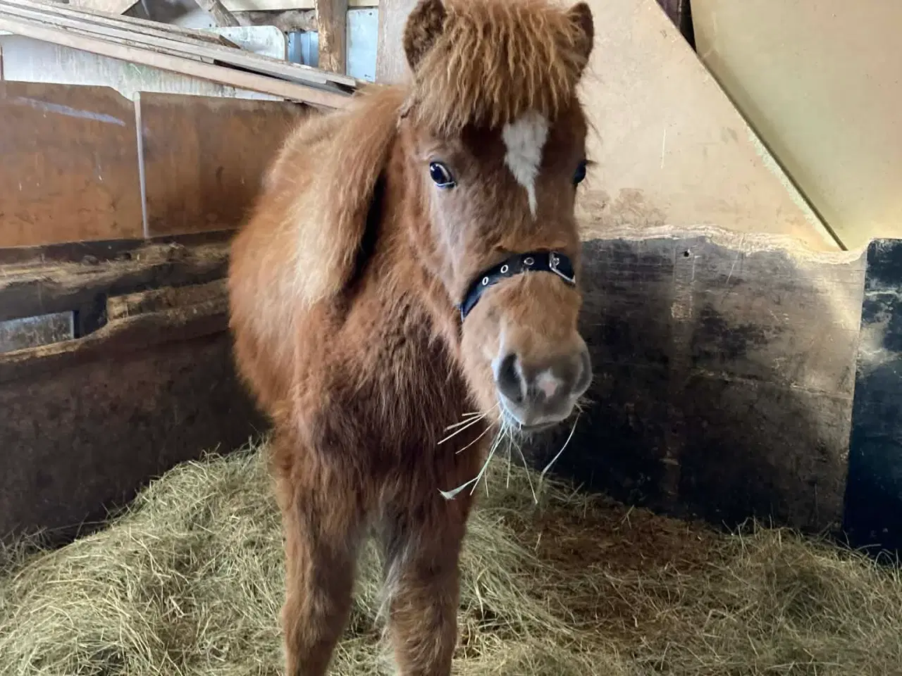 Billede 3 - Charmetrold søger familie