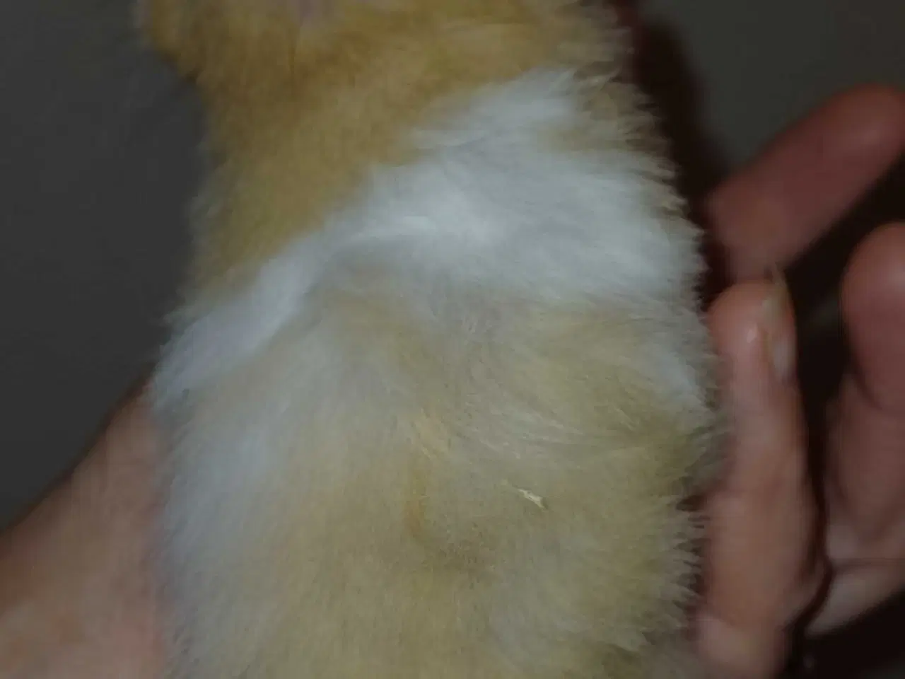 Billede 14 - Guldhamster unger 