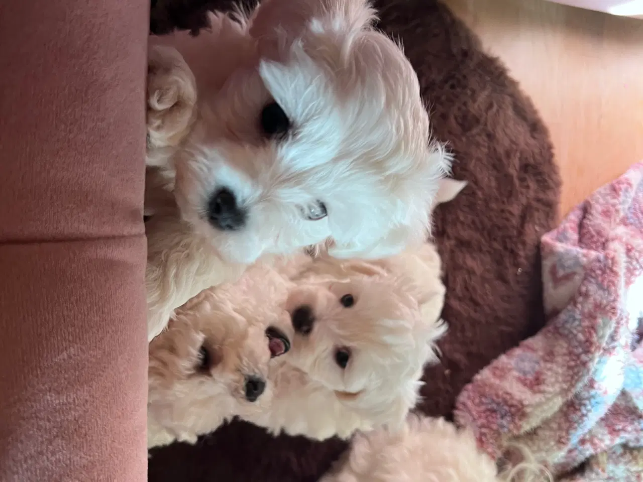 Billede 8 - Havachon hvalpe 🐶