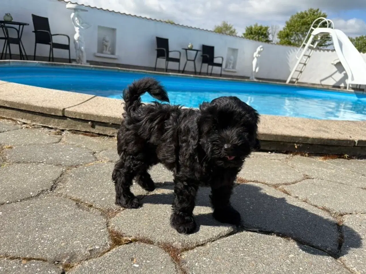 Billede 12 - Maltipoo-hvalpe med charme og krudt i halen!