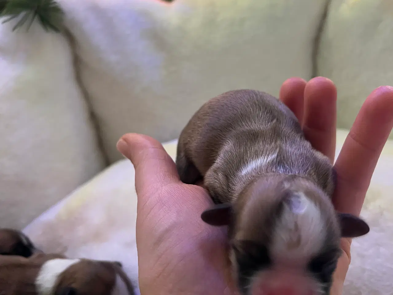 Billede 2 - Shihtzu/Bichon Havanaise hvalper