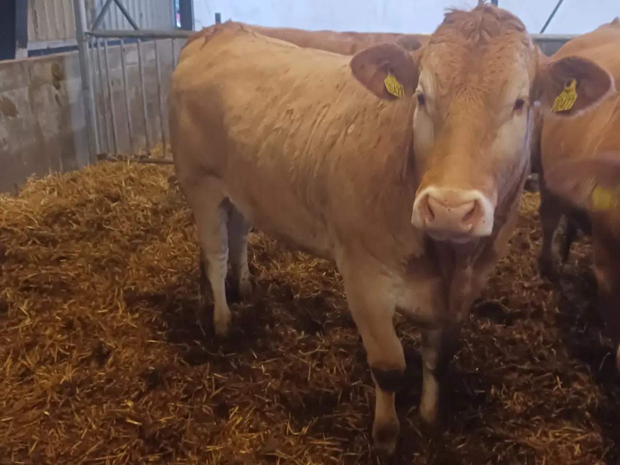 Billede 1 - Blonde kvier 