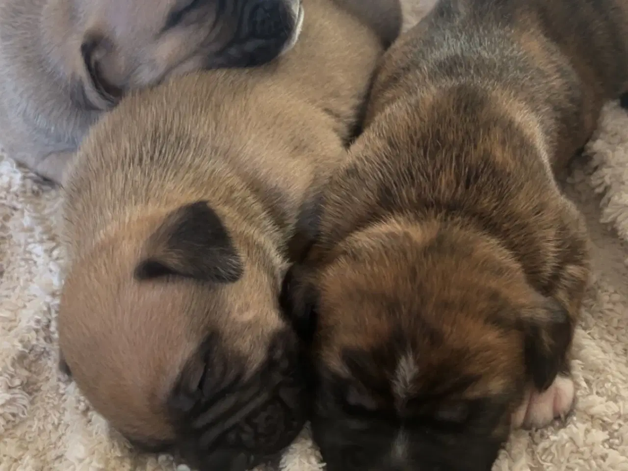 Billede 3 - Store, smukke og robuste Boxer/Mastiff hvalpe