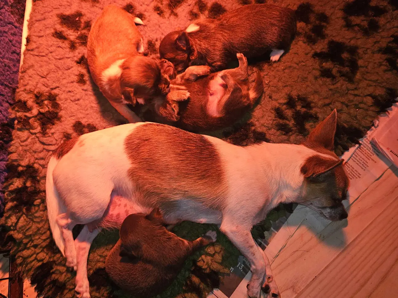 Billede 13 - 3 drenge 2 langhåret 1 korthårog 1 pige langhåret 