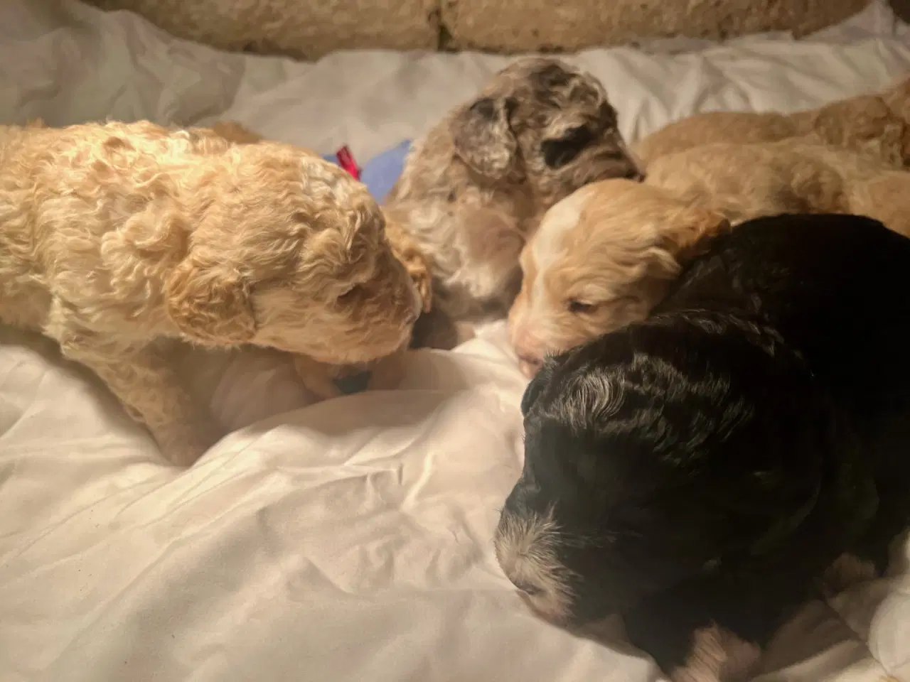 Billede 14 - Super lækre, og kraftige Lagotto / Spansk Vandhund