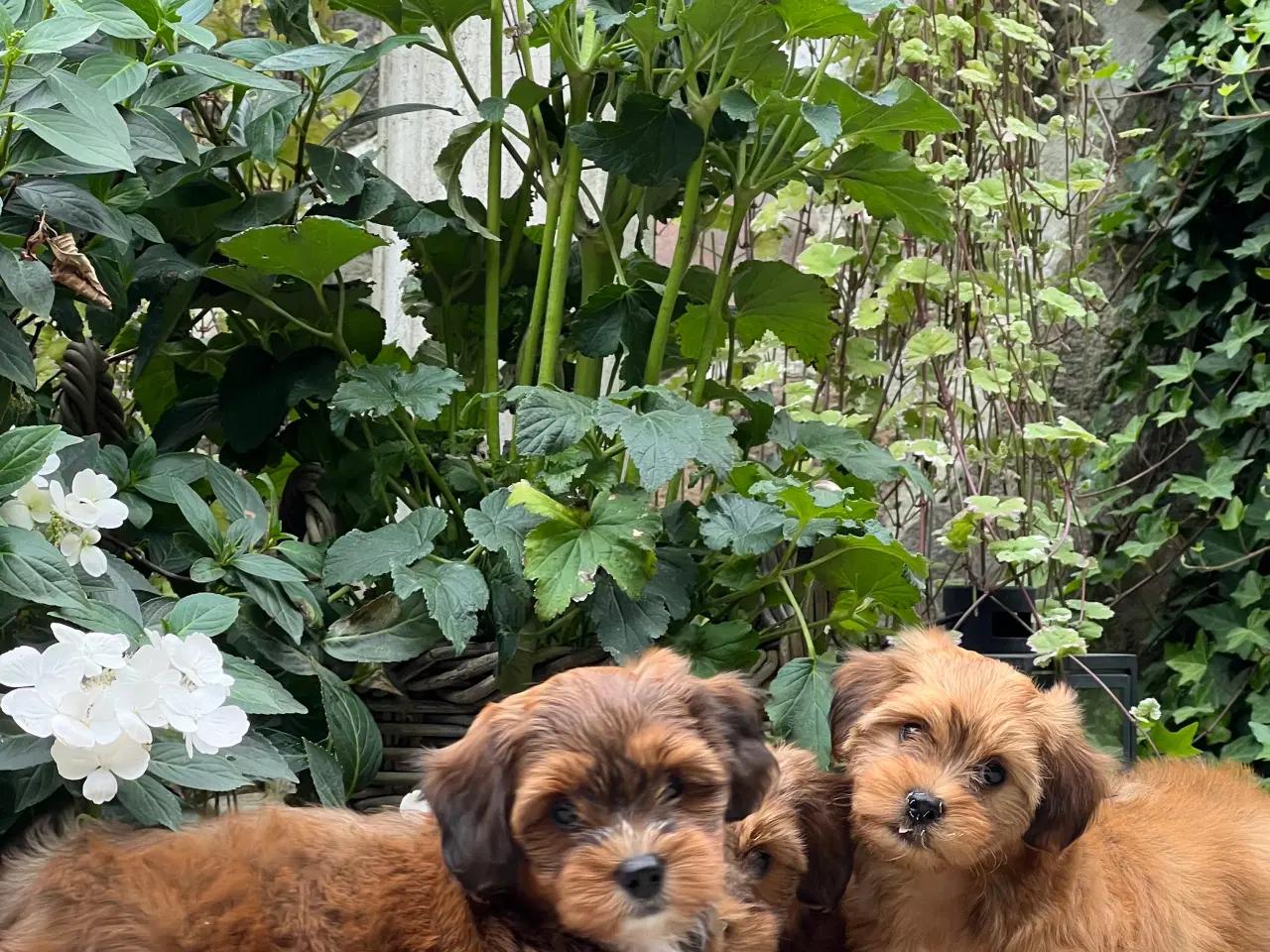 Billede 3 - Smukke & Søde Bichon Havanais 💐