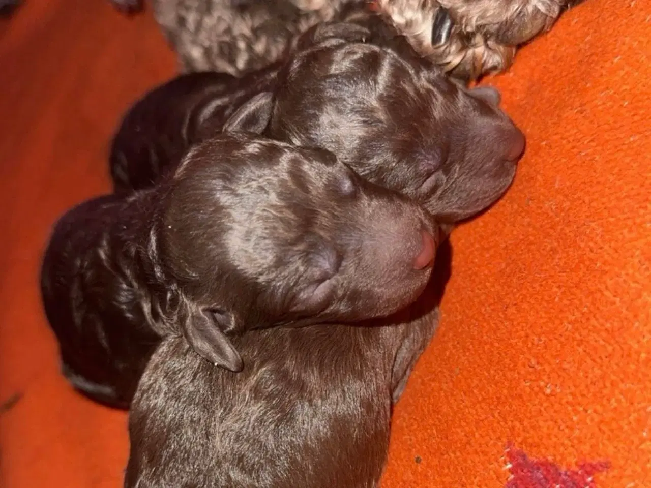 Billede 2 - Poodle hvalpe
