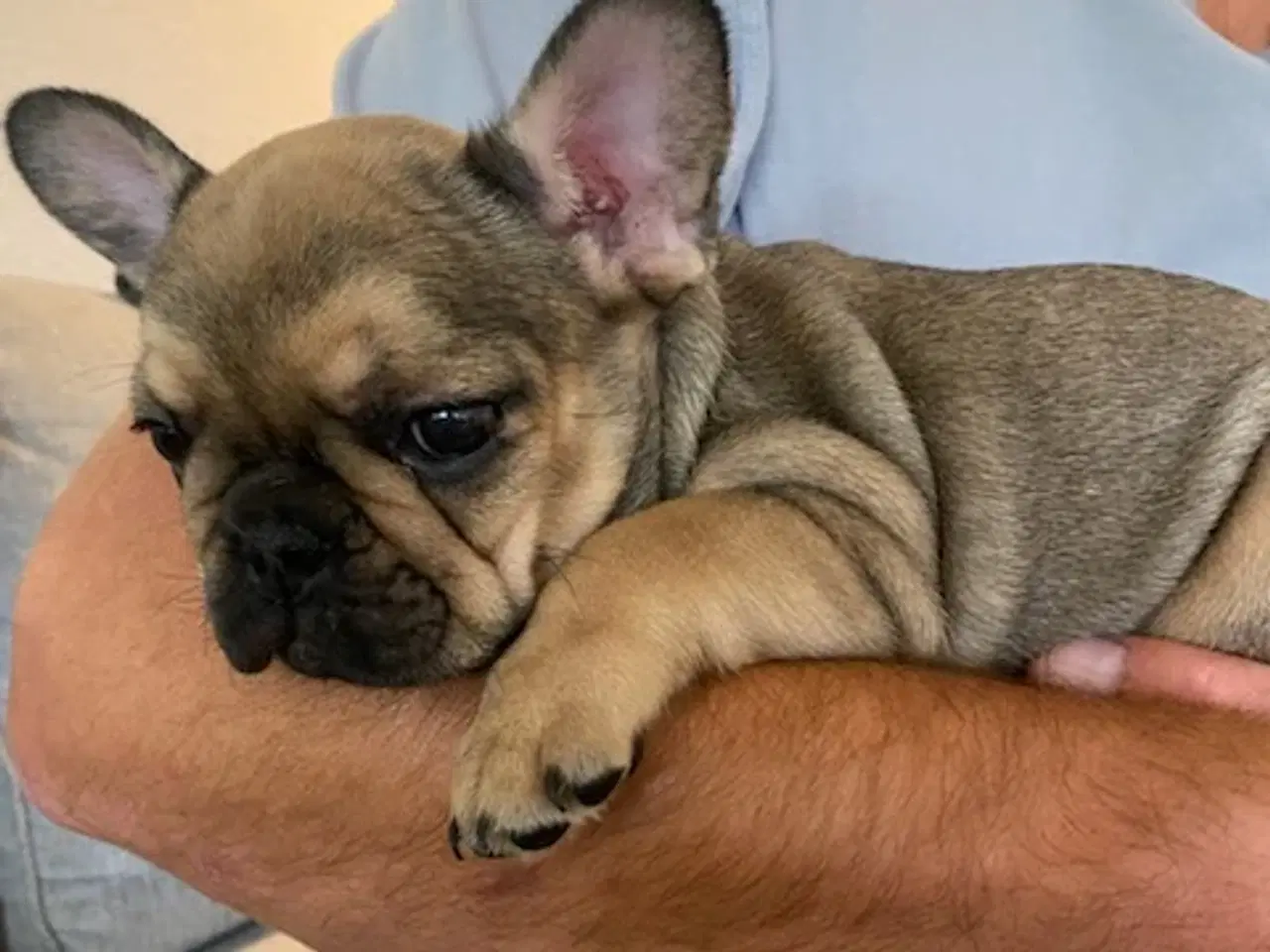 Billede 6 - Fransk Bulldog