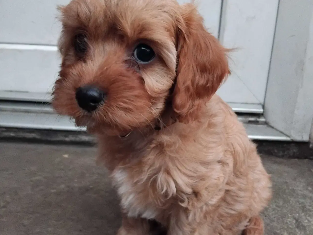 Billede 2 - Cavapoo 