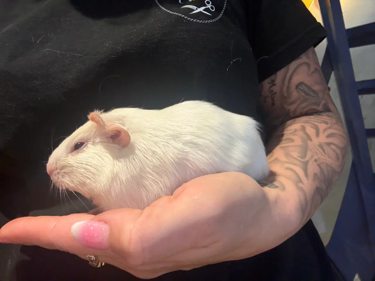 Billede 1 - Marsvin piger