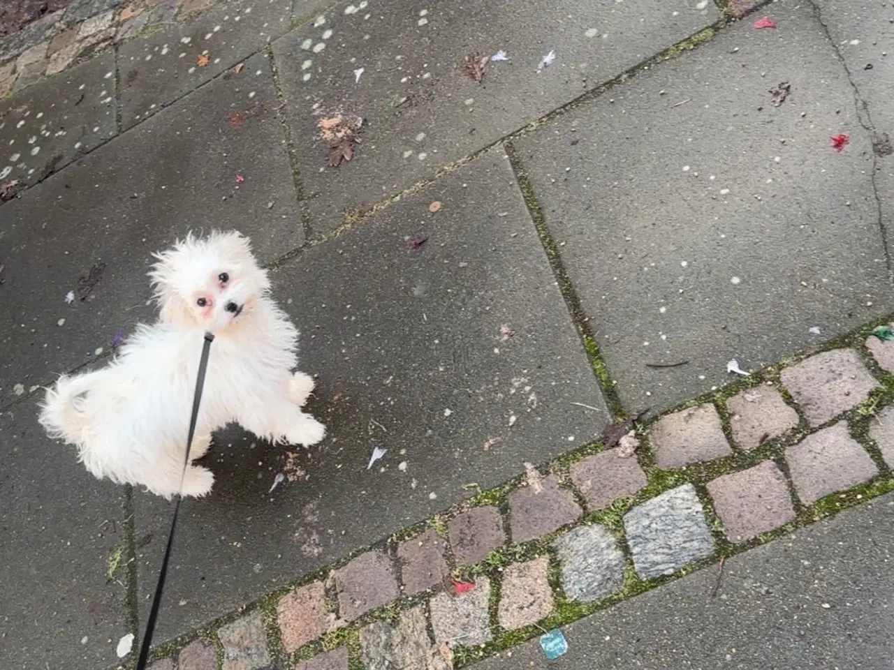Billede 2 - Sød og energisk peekapoo