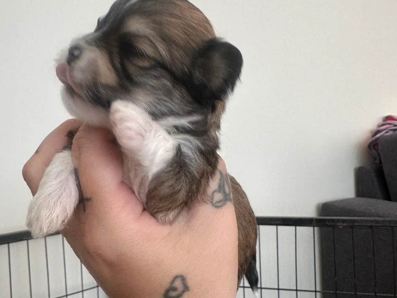 Billede 2 - Lhasa apso - Cato